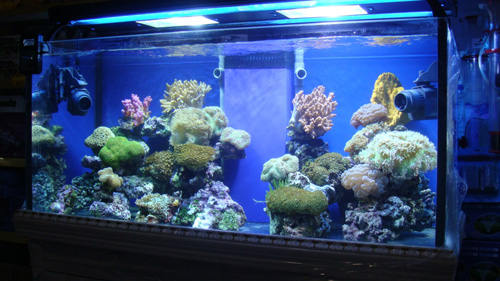 移动鱼缸时应该如何处理 应该防止什么